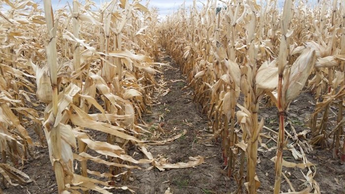 260 Acre Irrigated Farmland – Newell