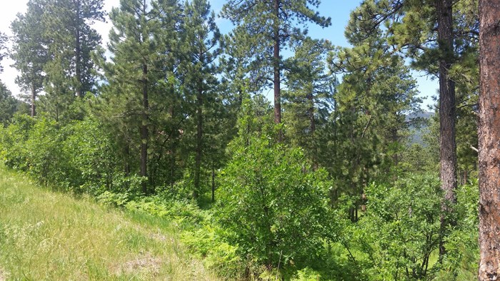 2 Acre Wooded Lot in Eagle Ridge II – Spearfish