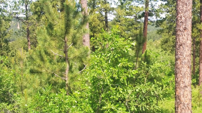 2 Acre Wooded Lot in Eagle Ridge II – Spearfish