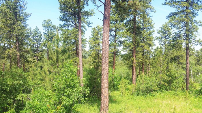 2 Acre Wooded Lot in Eagle Ridge II – Spearfish